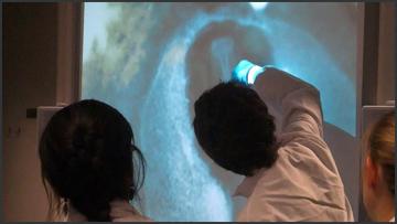 Revolutionising laboratory practicals with mobile whiteboards A tutor points out important aspects of chick embryology using the interactive whiteboard coupled to a dissecting microscope, so that the entire class can visualise key biological features