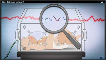 Illustration 560x315 screen shot babies pain an illustration of a baby in an incubator with a magnifying glass